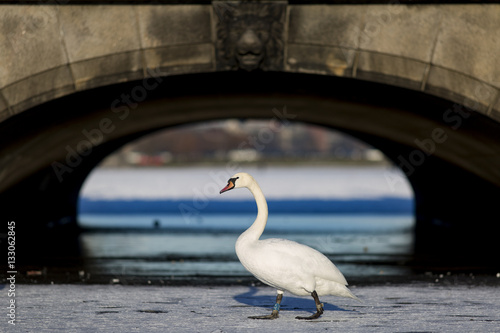Photography Swans
