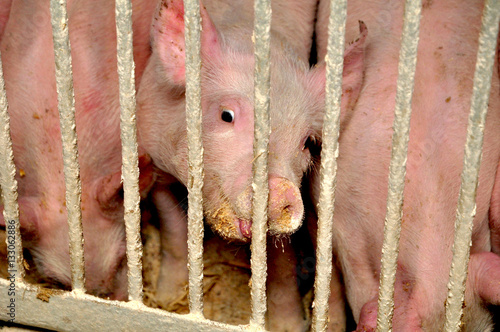 feeding pigs