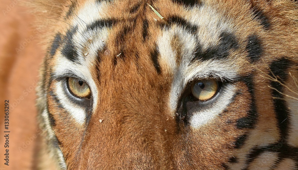 Eyes Of Tigress