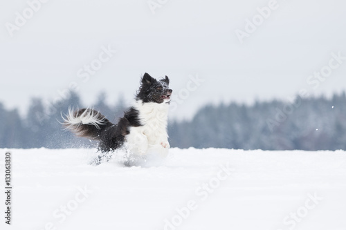 Fototapeta Naklejka Na Ścianę i Meble -  Border Collie Hund beim Spaziergang im Schnee
