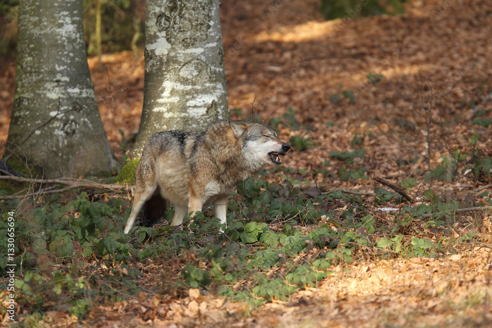 Obraz premium Grey wolf