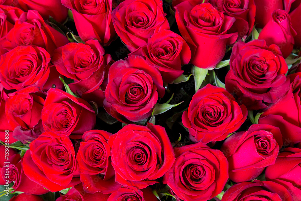 Fototapeta premium Plenty red natural roses seamless background