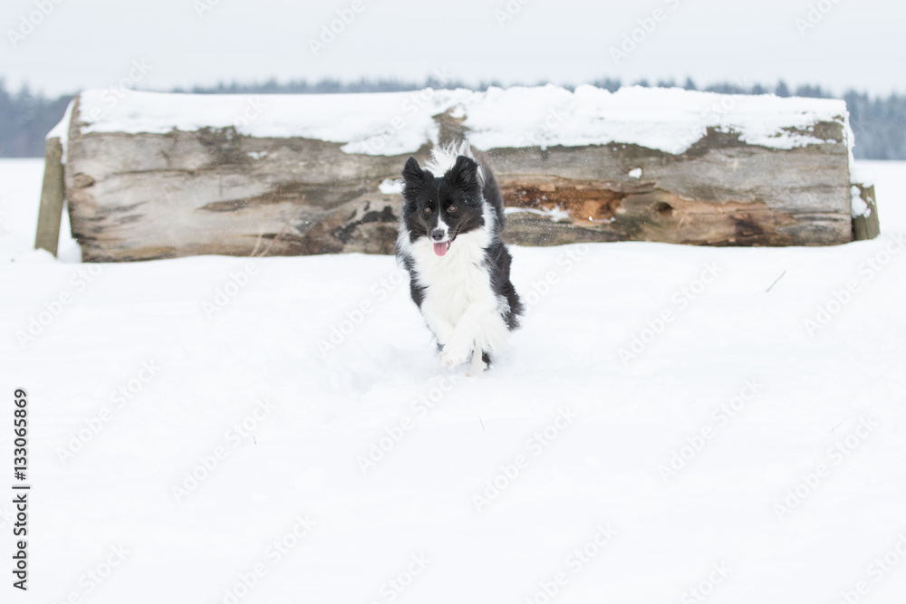 Border Collie Hund beim Spaziergang im Schnee