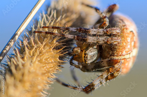 The female spider araneus sitting in his nest photo