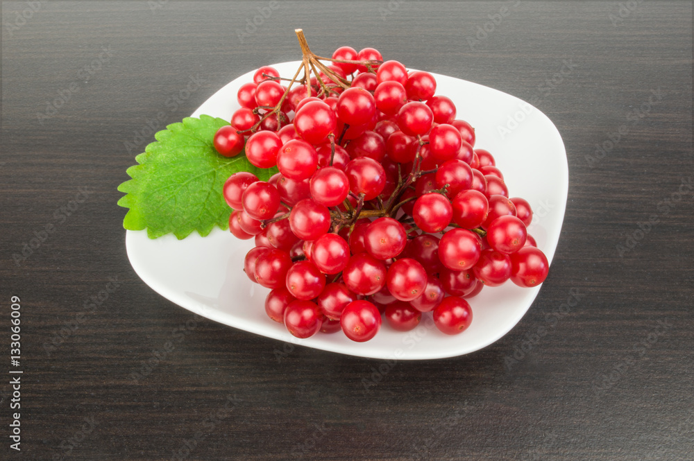 Bunch of red berries- guelder rose Bunch of red berries- guelder rose
