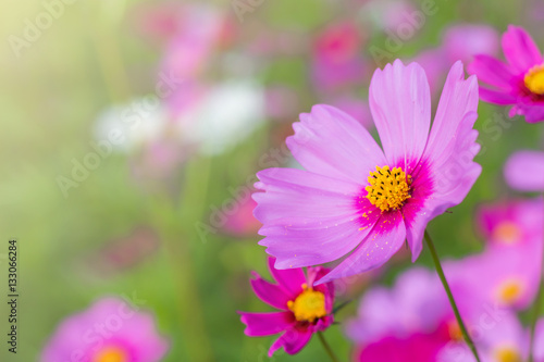 Beautiful cosmos flower in garden with sunlight