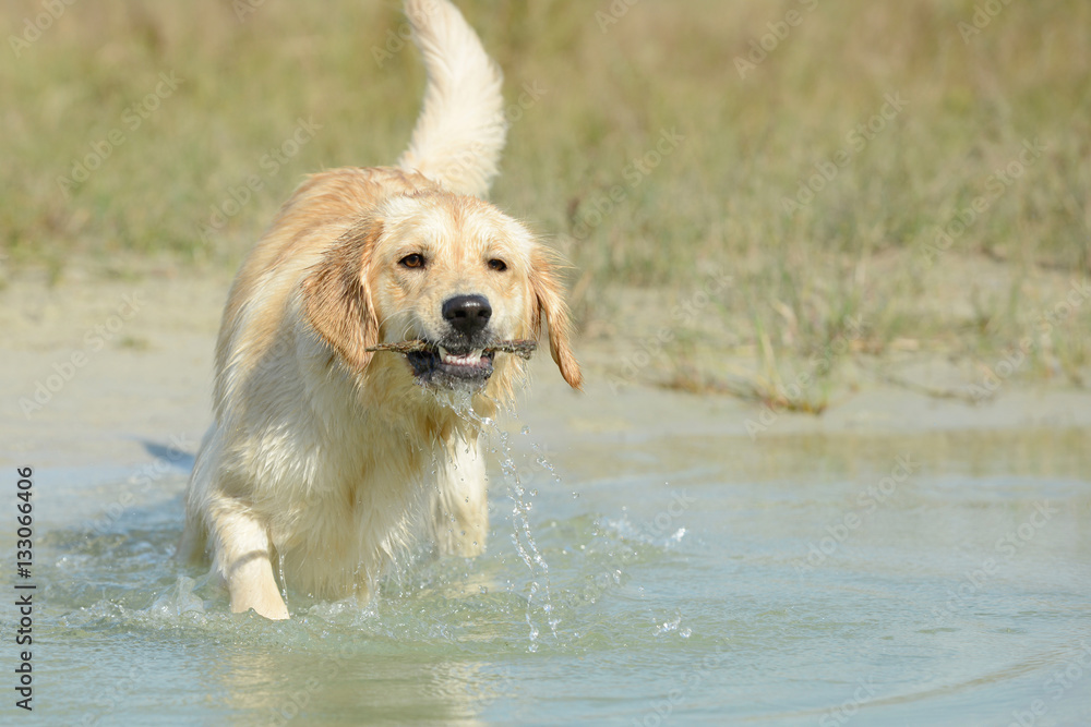 dog golden retriever standing in the lake with wooden stick dog golden retriever standing in the lake with wooden stick