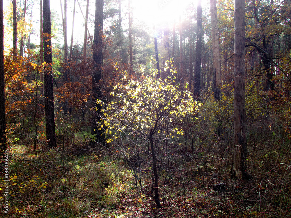 tree in a sunbeam tree in a sunbeam