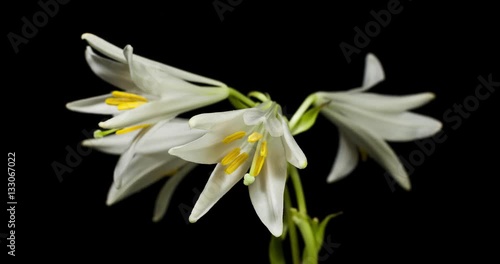 White Lily blooming on black background 