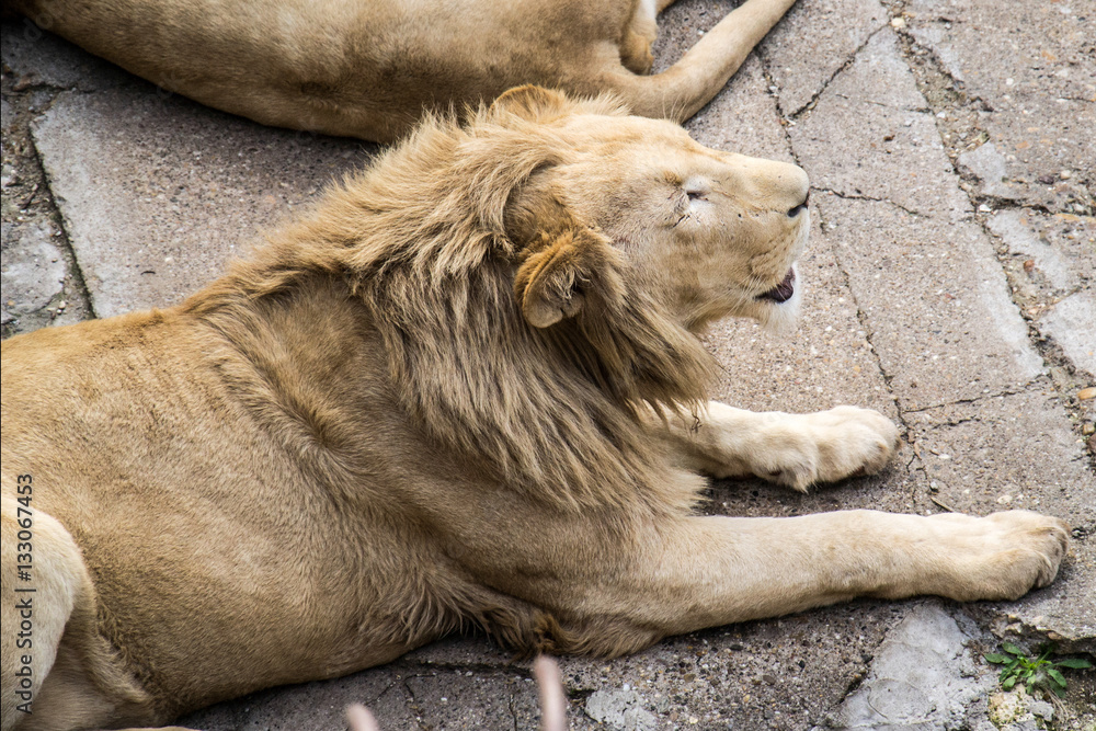 Naklejka premium Lion