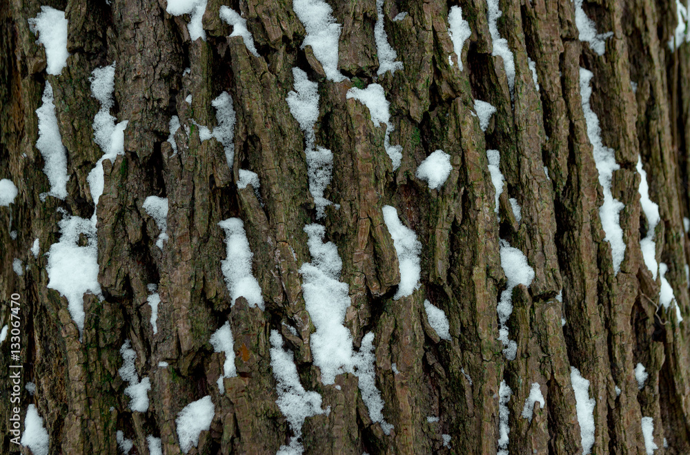 Obraz premium Tree bark texture