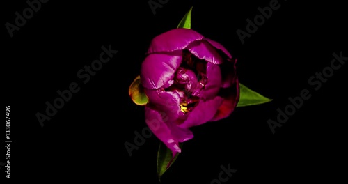 Pink Peony blooming on black background