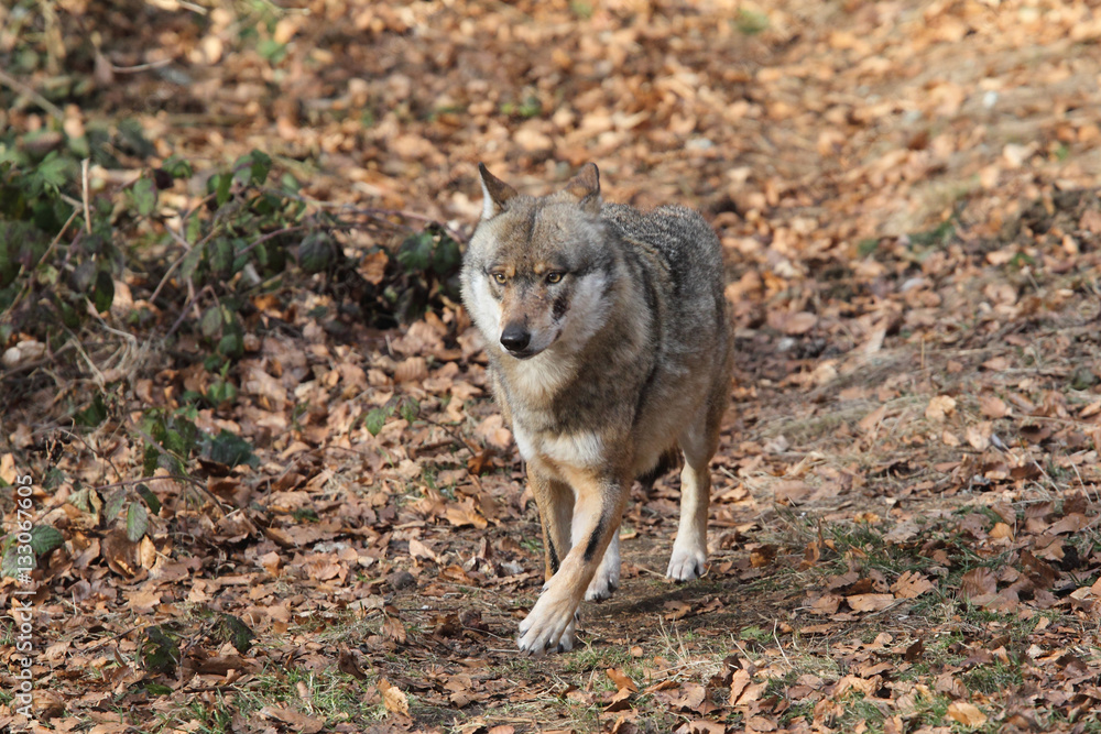 Obraz premium Grey wolf