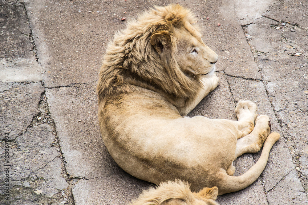 Naklejka premium Lion