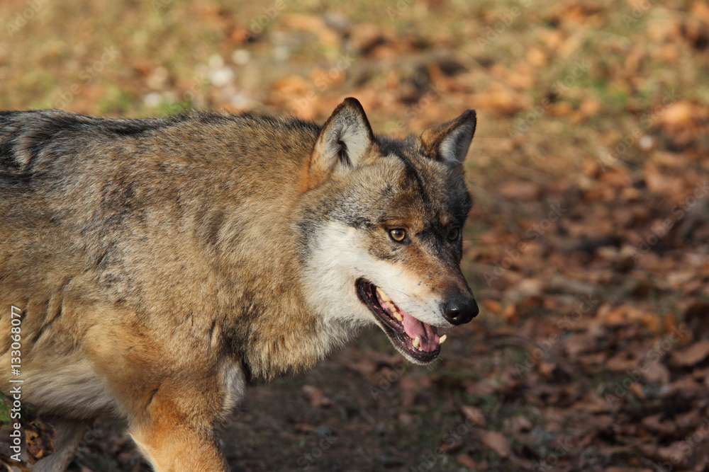 Grey wolf Grey wolf