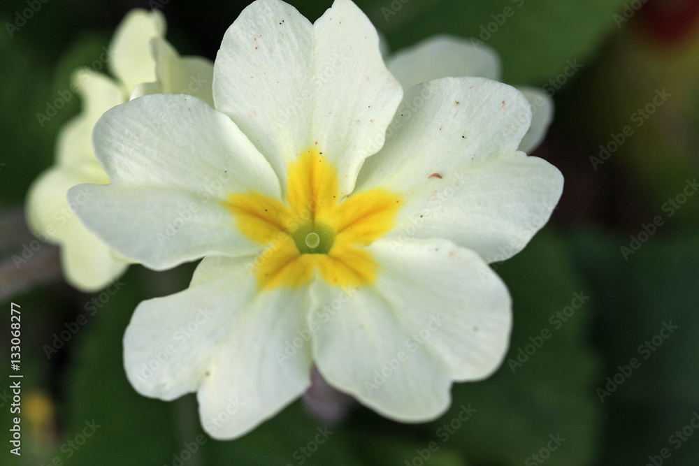 Primrose flowers