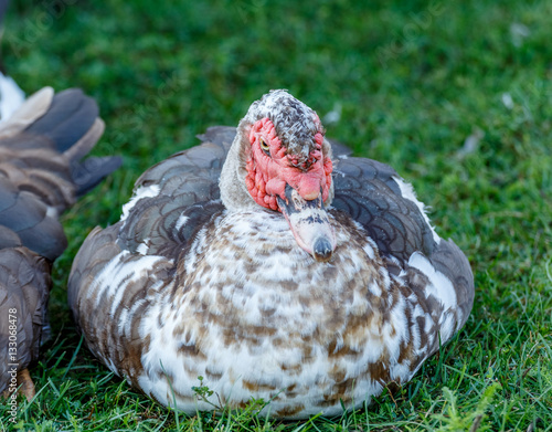 Grey indoda on the green grass photo