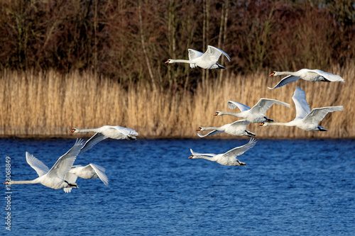 Höckerschwäne im Winter photo