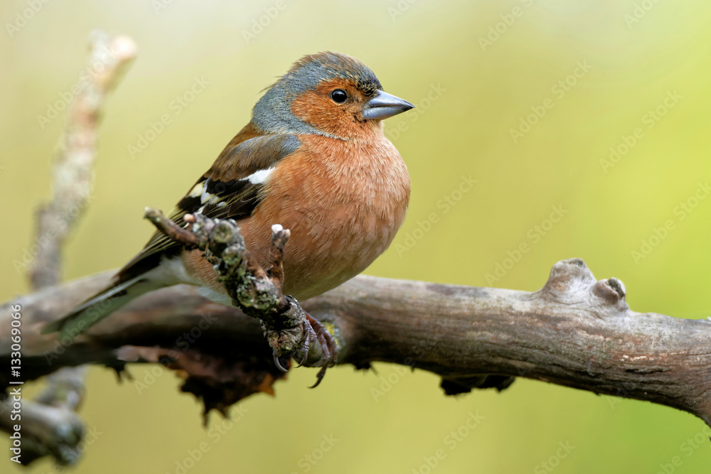 Buchfink im Baum