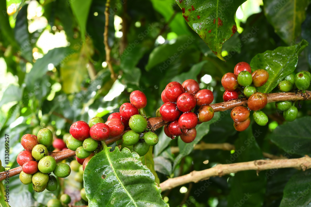 Coffee beans ripening on a tree. Coffee beans ripening on a tree.