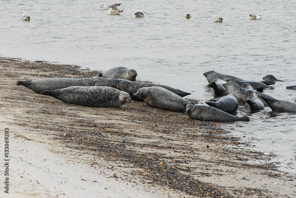 Fototapeta premium Colony of seals lying on the Beach