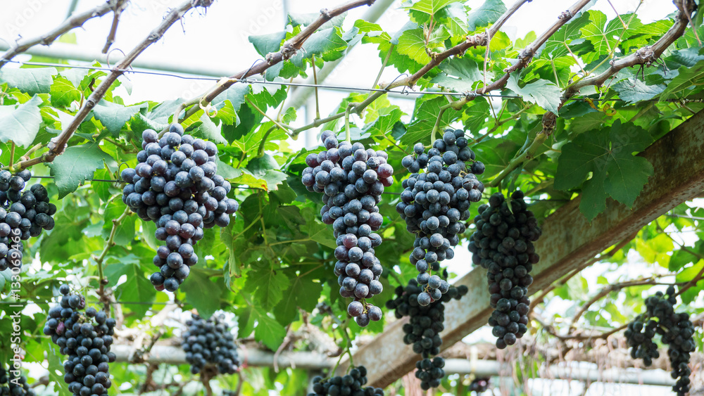 Bunches of ripe grapes in a vineyard.