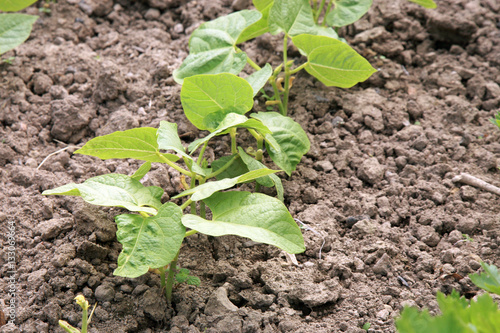 Young haricot, bean in vegetable intercropping cultivation. Eco-friendly backyard garden, vegetable garden.