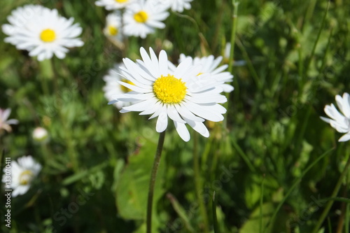 Daisies in the green meadow
