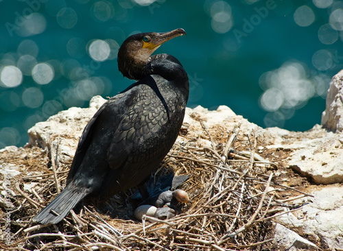 Фотография Ussuri cormorant nest with nestling on a sunny day.