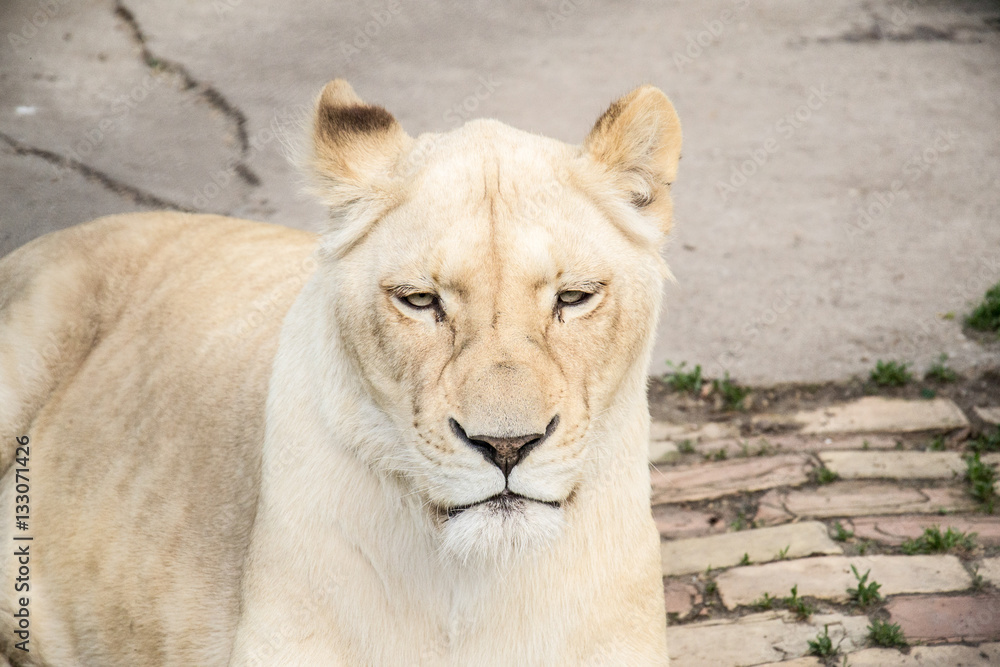 Naklejka premium White Lion