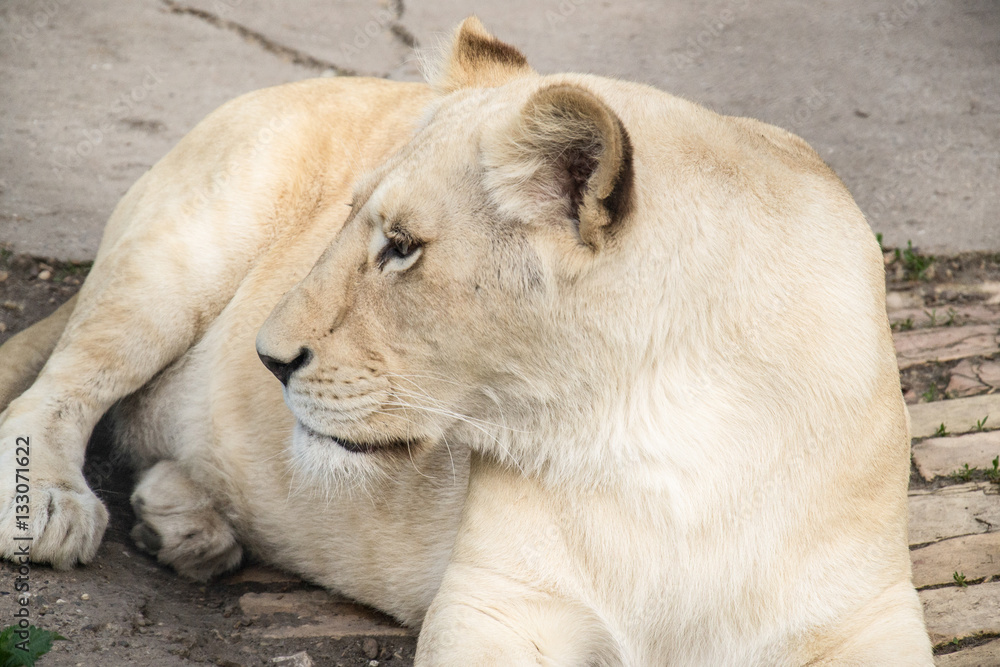 Naklejka premium White Lion