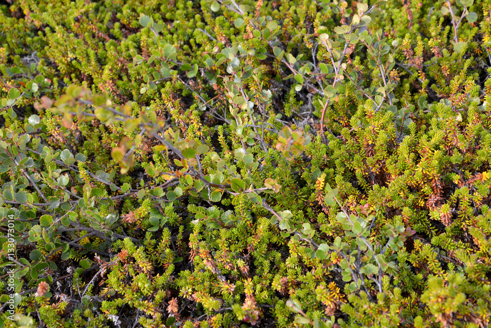 Fototapeta premium Dwarfish birch (Betula nana L.) and the black crowberry grows in