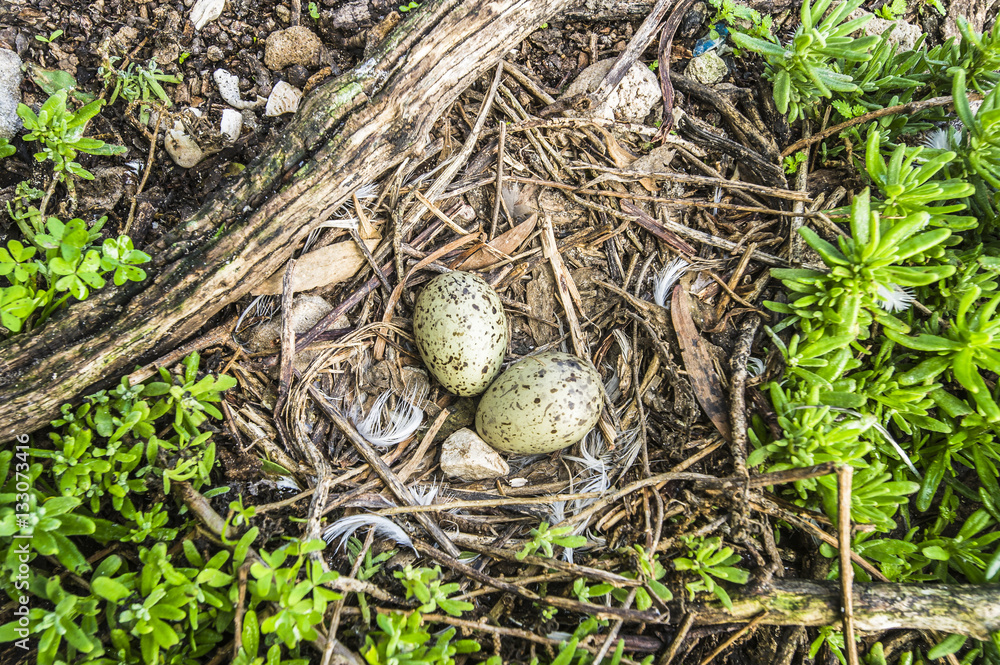 Two speckled brown eggs of a Hartlaubs Gull in its nest Two speckled brown eggs of a Hartlaubs Gull in its nest