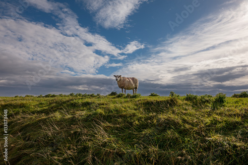 Sheep on dyke in sunlight the netherlands