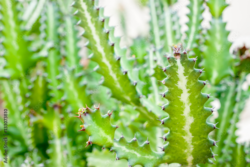 Fototapeta premium green cactus background