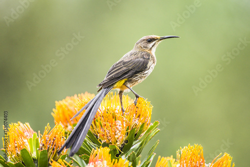 Male Cape Sugarbird perched on a Pin-Cushion flower