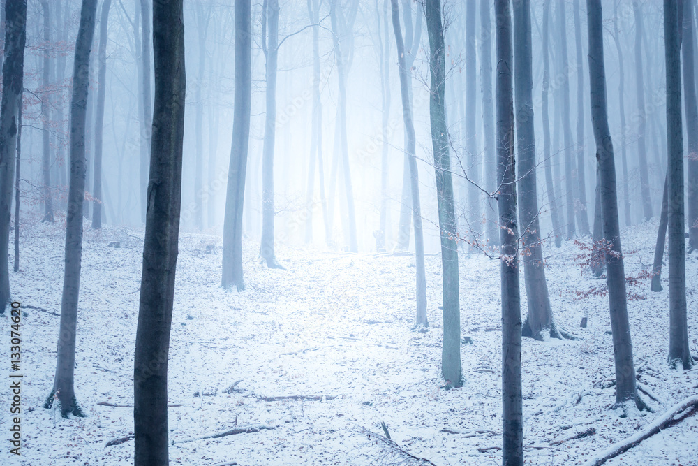 Impression vom kalten Winter Wald Impression vom kalten Winter Wald