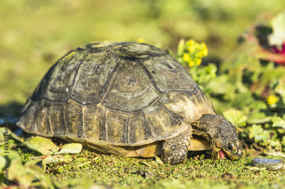 An Angulate Tortoise feeds on a succulent leaves at dawn An Angulate Tortoise feeds on a succulent leaves at dawn