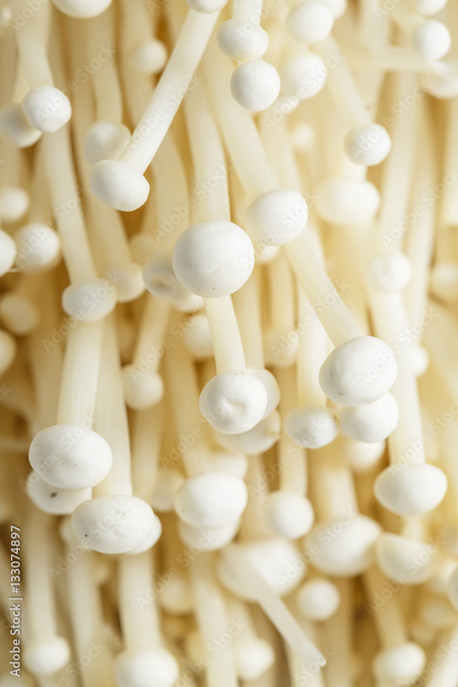 Fresh Enoki mushroom isolate on white background in Close-up shot Fresh Enoki mushroom isolate on white background in Close-up shot