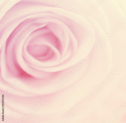 abstract nature flower background  color filter