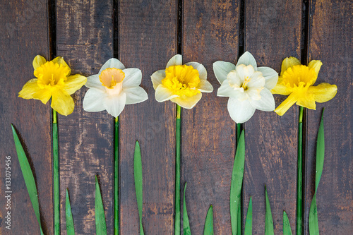 Daffodil on dark wooden background. Yellow and white narcissus. Greeting card. Top view. 