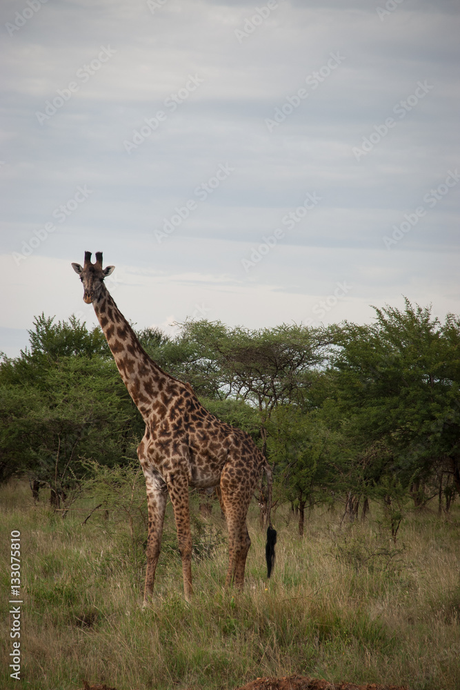 Fototapeta premium Wild giraffe in Serengeti National Park, Tanzania