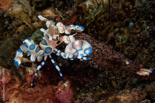 Harlequin shrimp hymenocera elegans picta close up photo