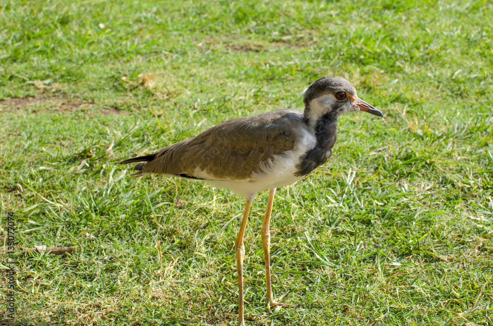 Bird of Kentish Plover in India
Bird of Kentish Plover in India