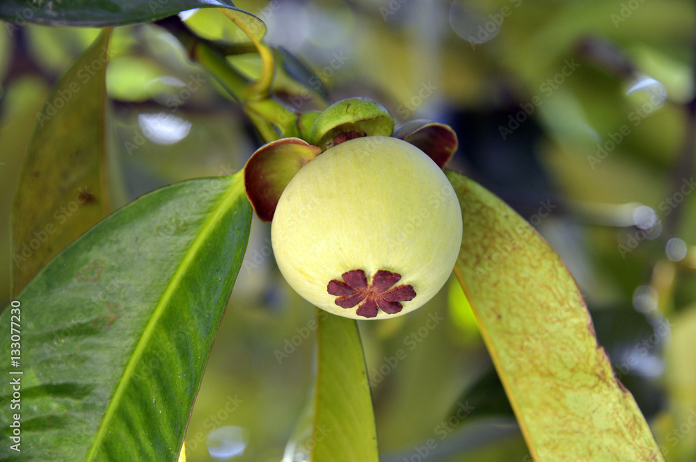 Mangosteen