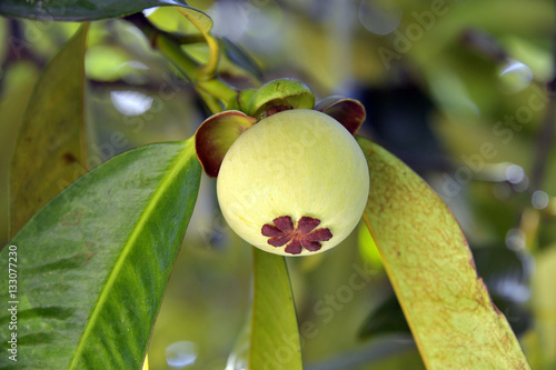 Obraz na płótnie Mangosteen w salonie