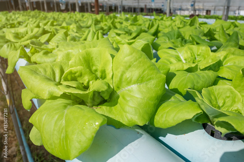 Organic Vegetable in the farm.