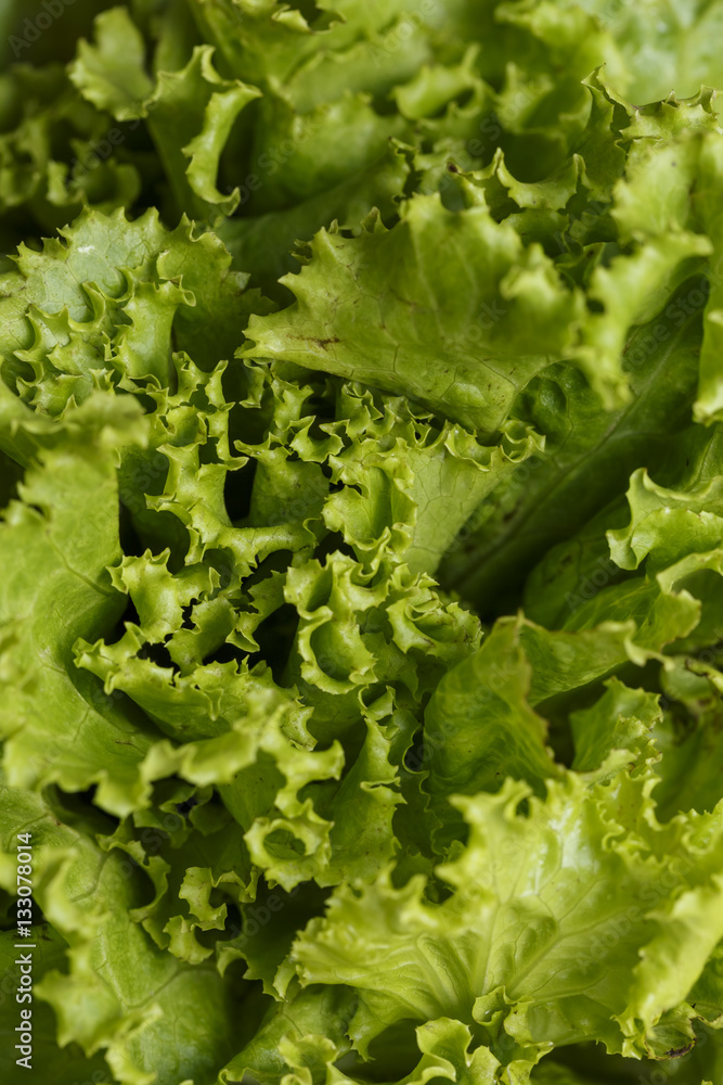 Fresh green lettuce close-up shot Fresh green lettuce close-up shot