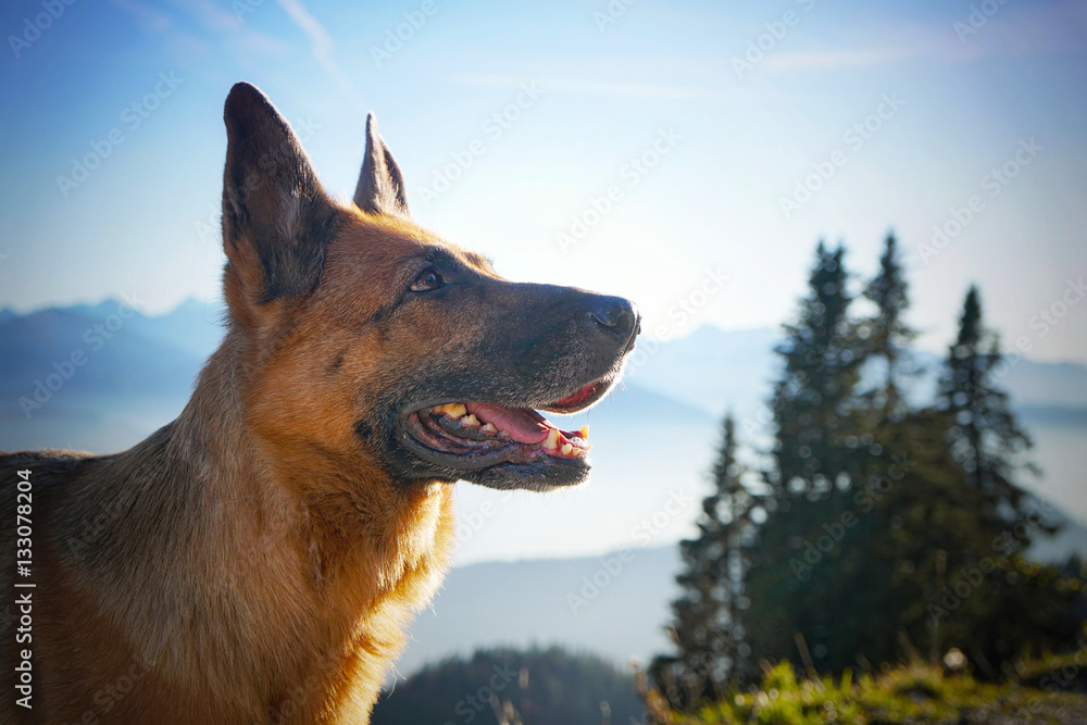 Wandern mit dem Hund Wandern mit dem Hund