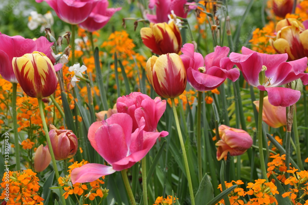 Fototapeta premium spring flowers